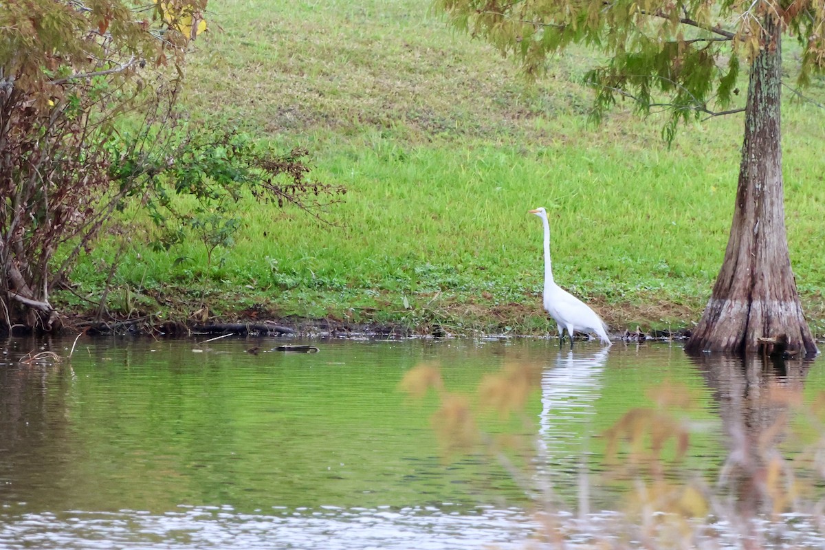 大白鷺 - ML646536398