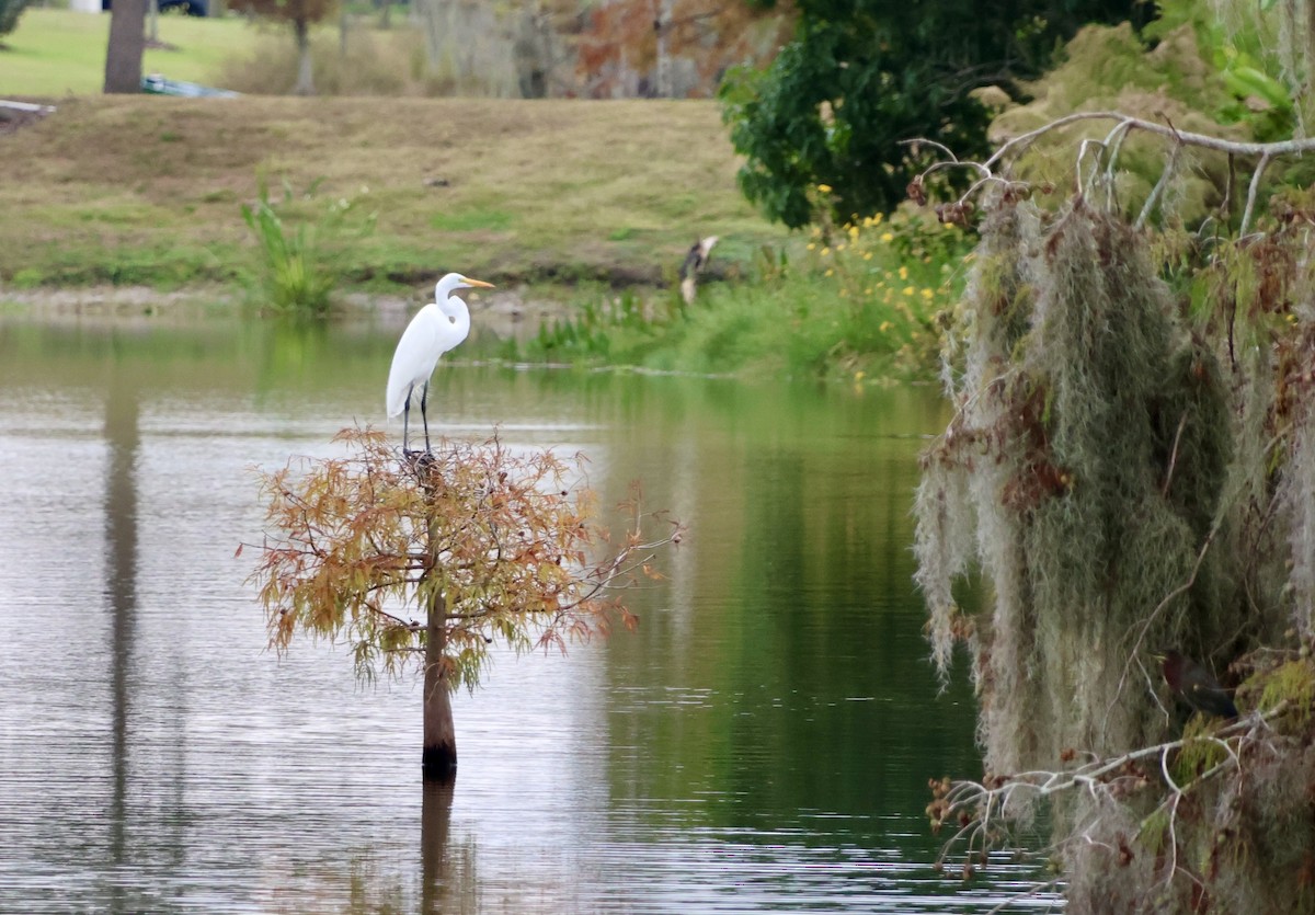 大白鷺 - ML646536399