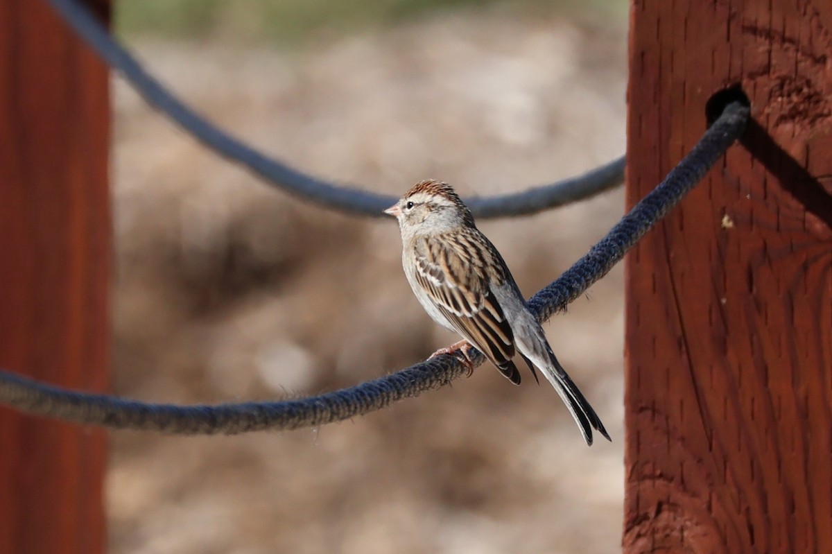 Chingolo Cejiblanco - ML646536403