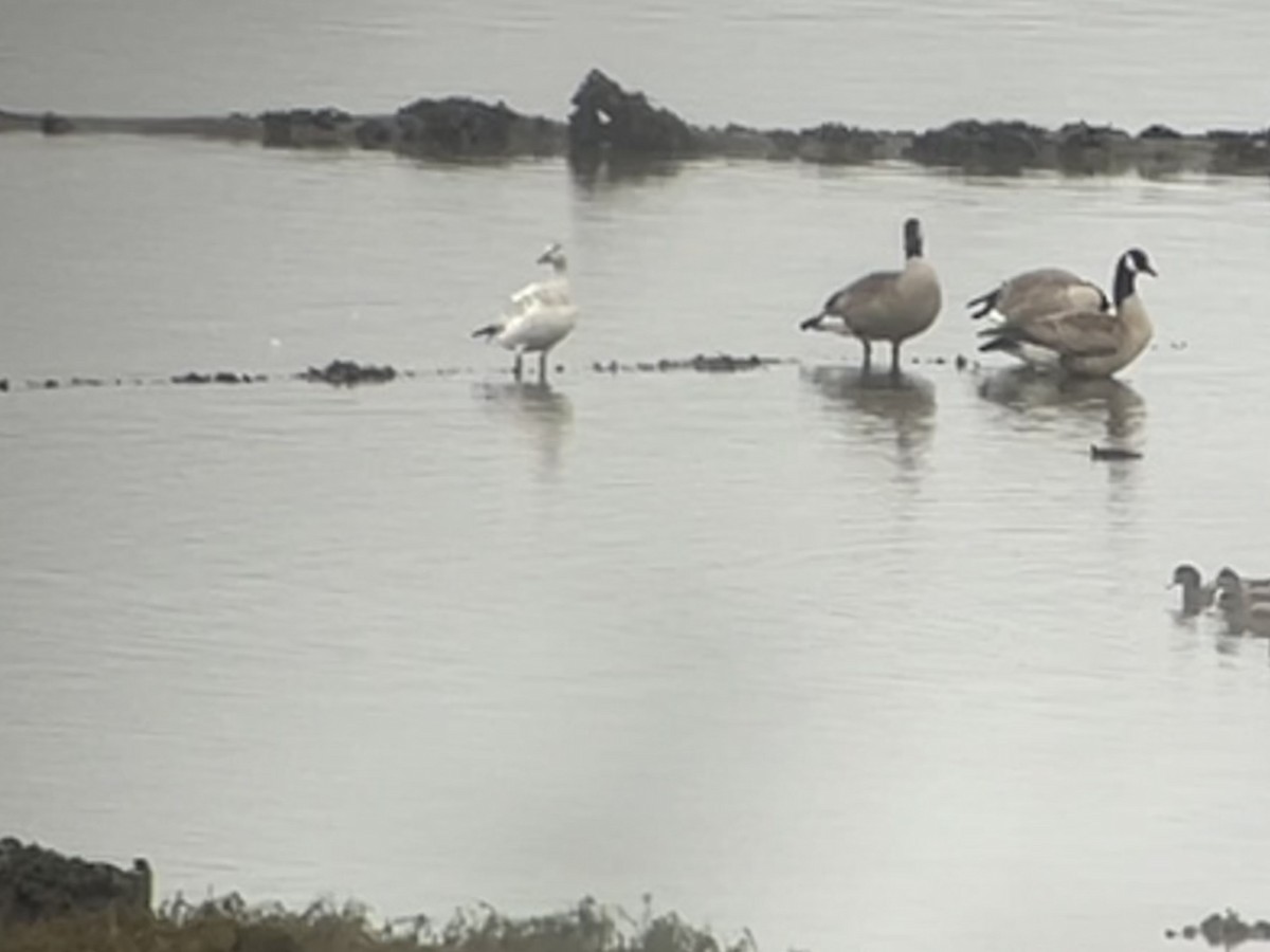 Snow Goose - ML646536406