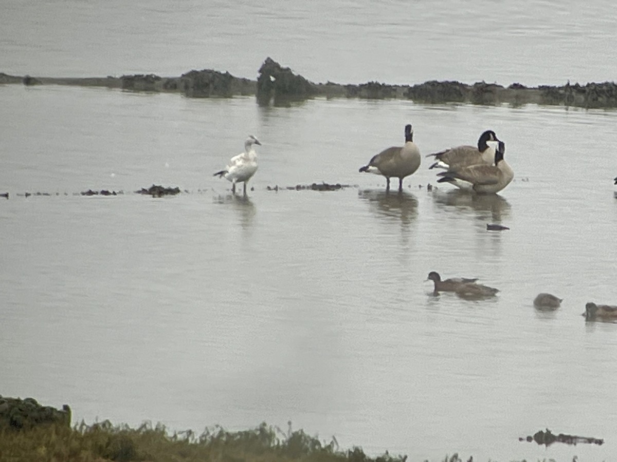 Snow Goose - ML646536407