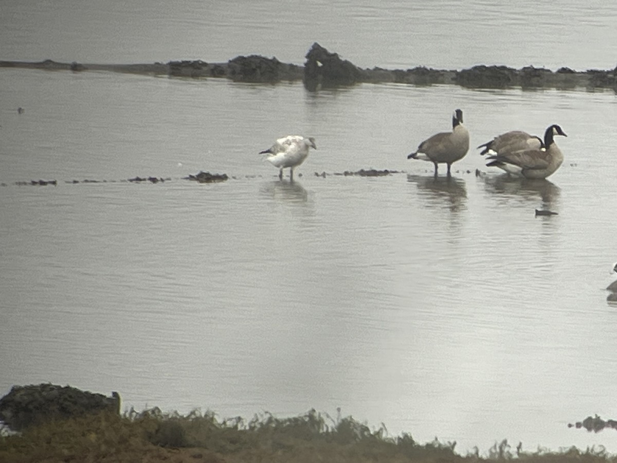 Snow Goose - ML646536408