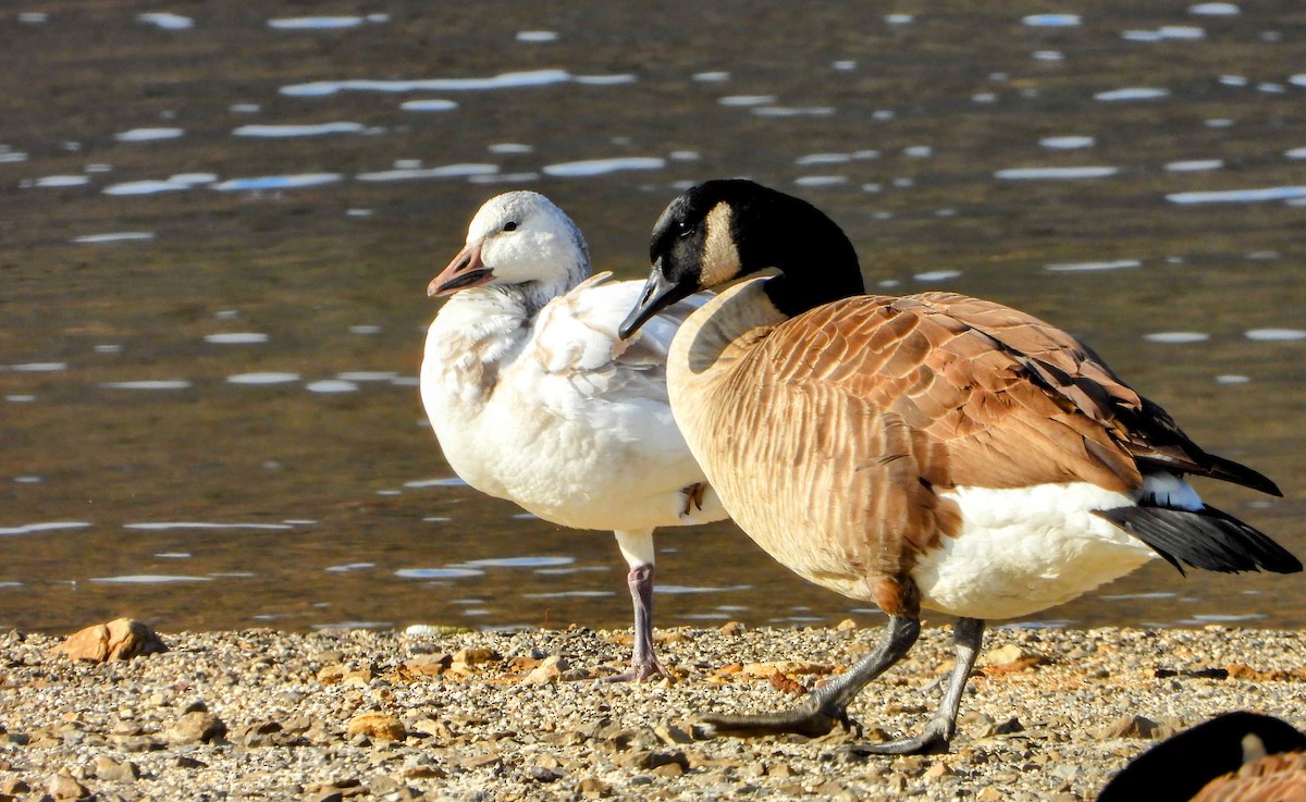 Snow Goose - ML646536409