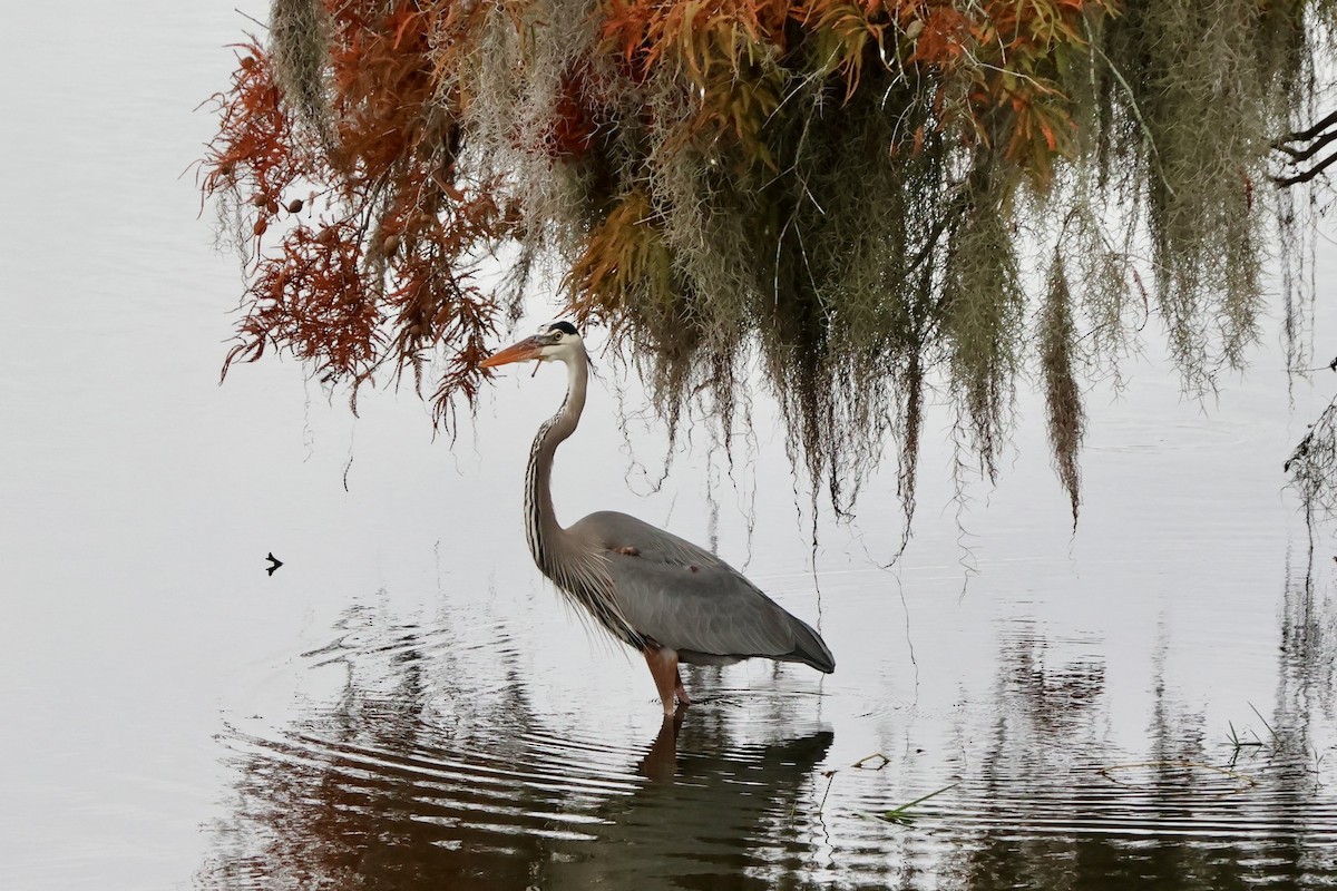 Great Blue Heron - ML646536410