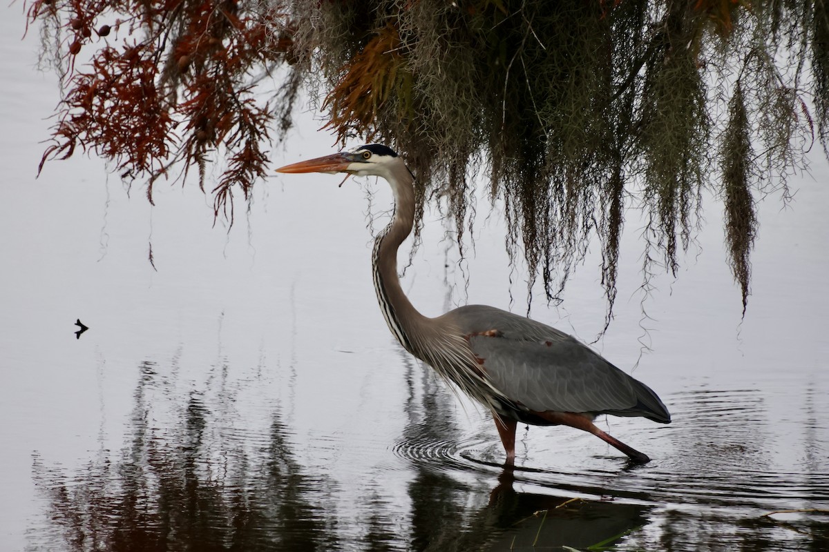 Great Blue Heron - ML646536411