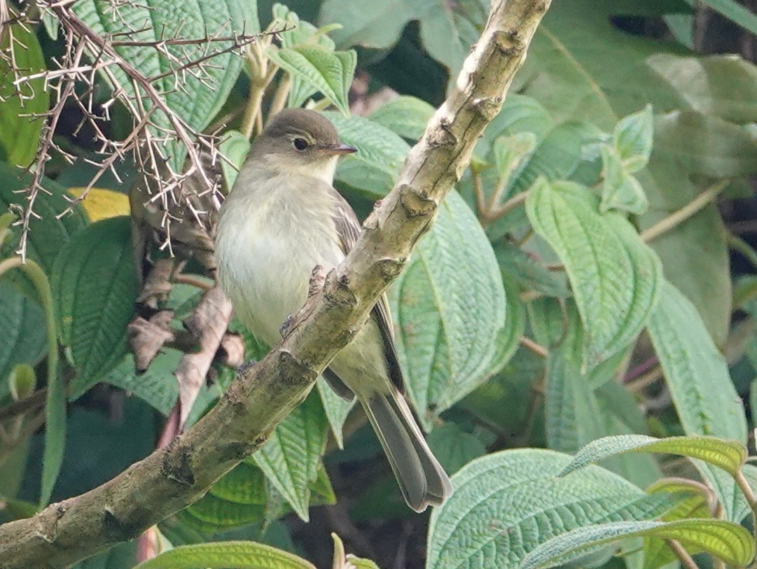 Mountain Elaenia - ML646536412