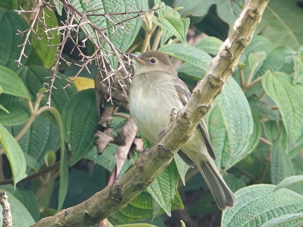 Mountain Elaenia - ML646536413