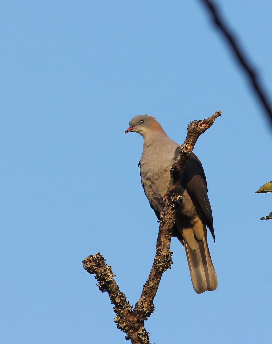 Fahlbauch-Fruchttaube - ML646536414