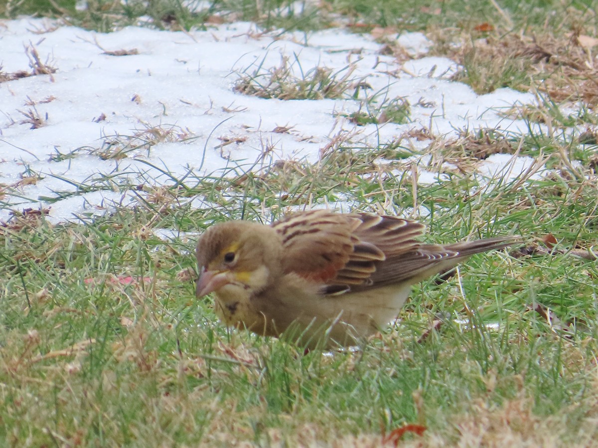 Rotschulterkardinal - ML646536416