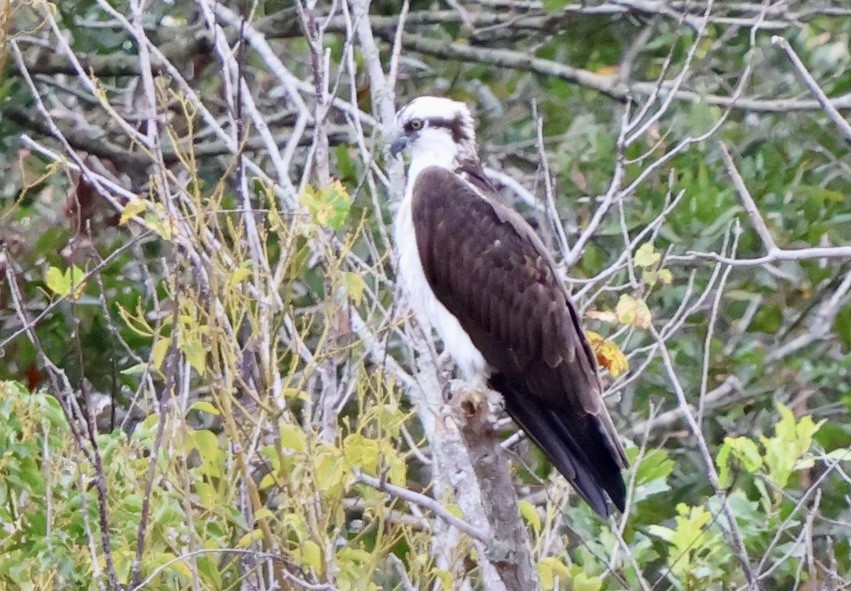 魚鷹 - ML646536417