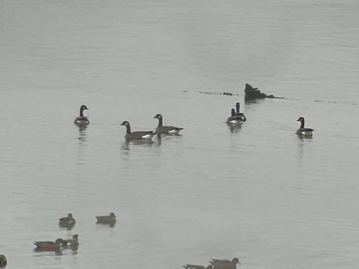 Cackling Goose - ML646536418