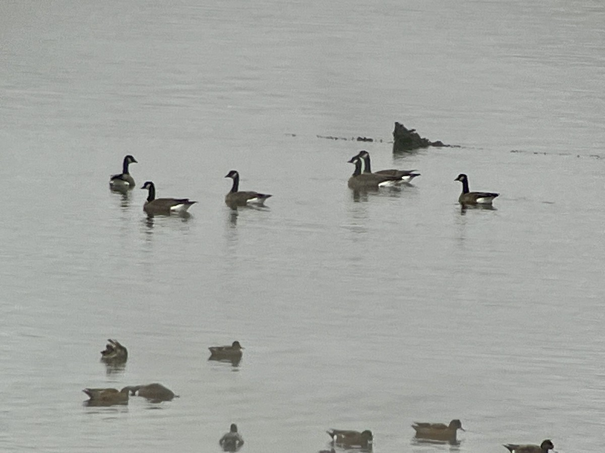 Cackling Goose - ML646536419