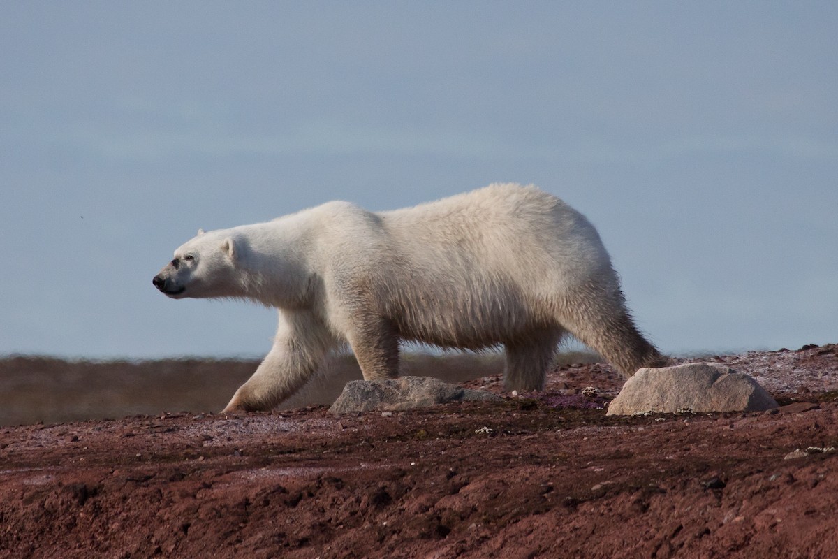 北極熊 - ML646536423