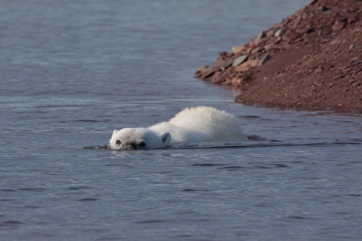 北極熊 - ML646536424