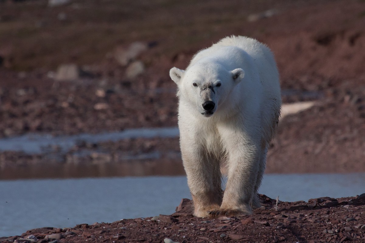 北極熊 - ML646536425