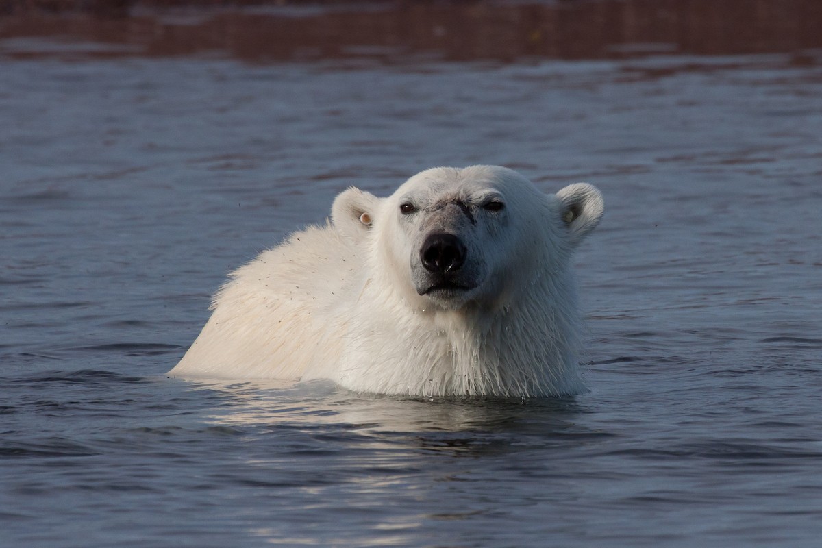 北極熊 - ML646536426