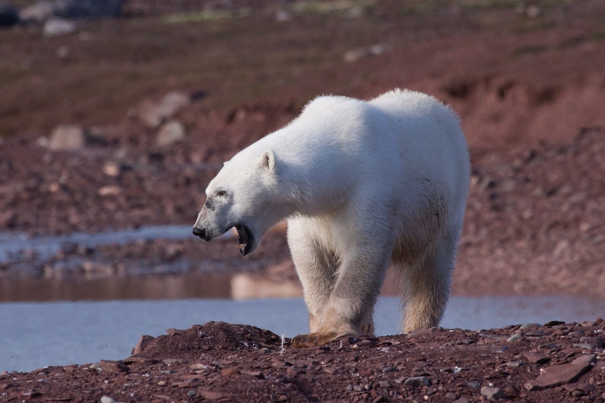 北極熊 - ML646536427