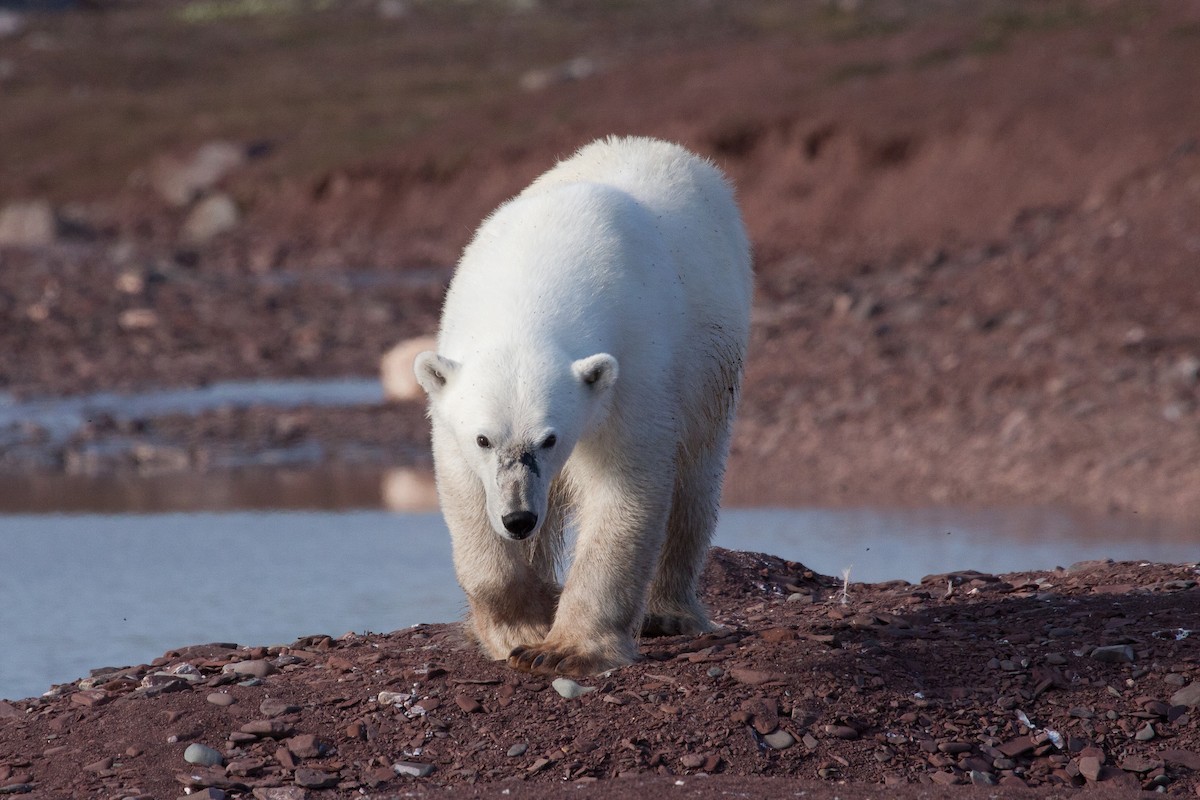 北極熊 - ML646536428
