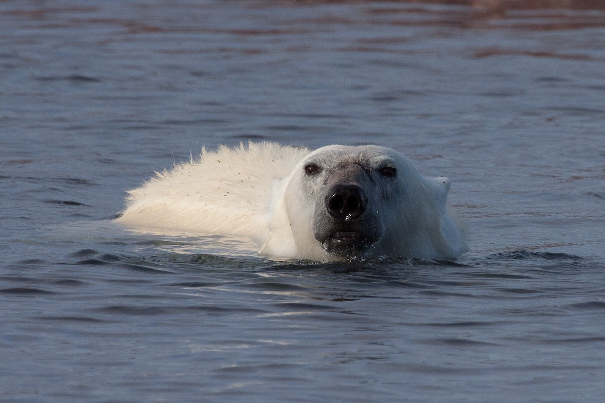 北極熊 - ML646536430