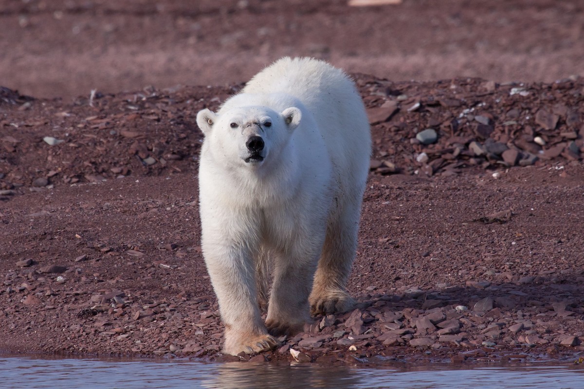 北極熊 - ML646536432