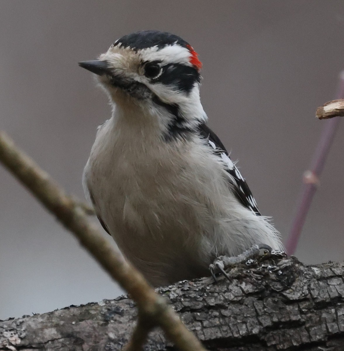 Pic mineur (pubescens/medianus) - ML646536437