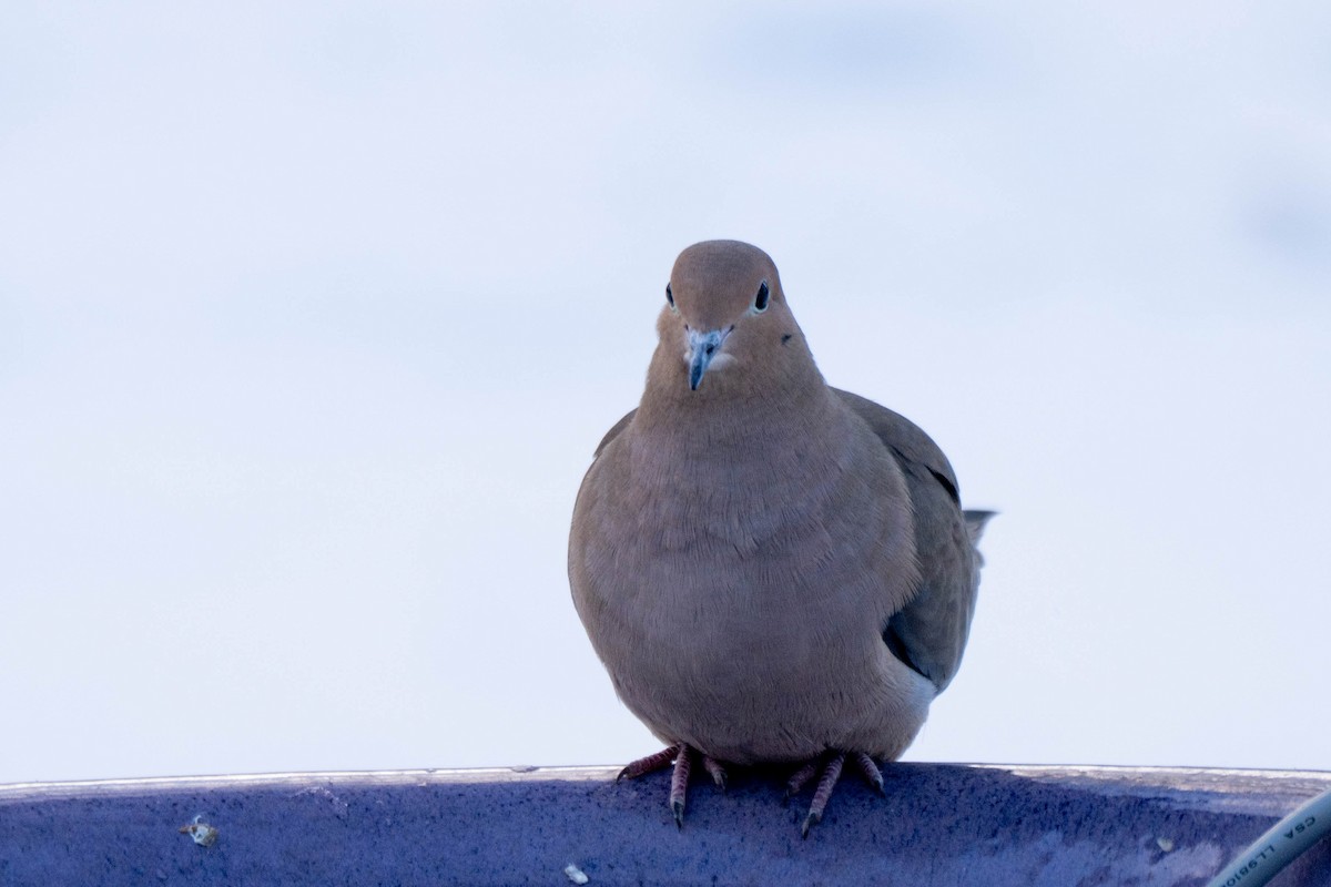 Mourning Dove - ML646536438
