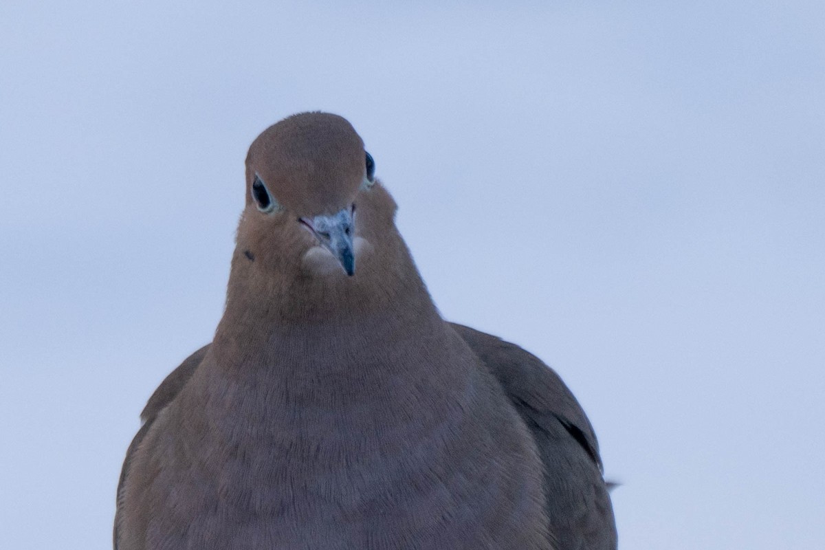 Mourning Dove - ML646536439