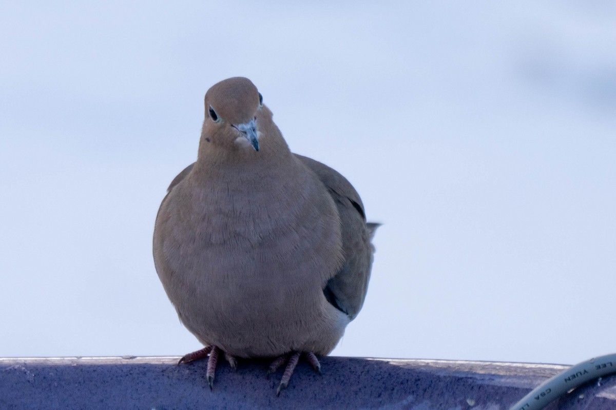 Mourning Dove - ML646536440