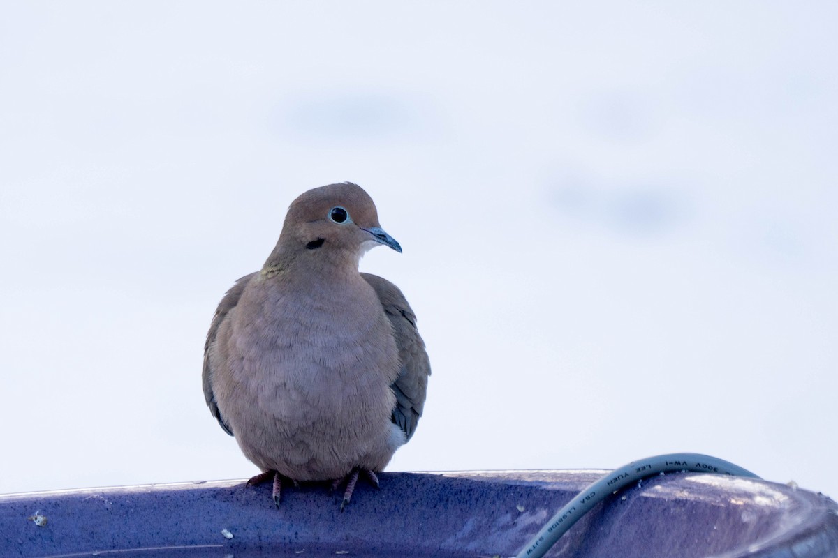 Mourning Dove - ML646536441