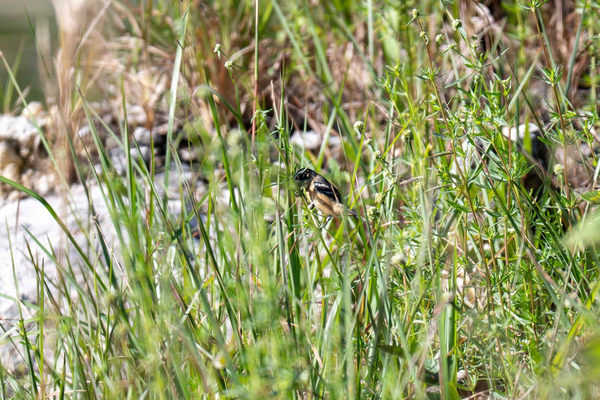 Morelet's Seedeater - ML646536443