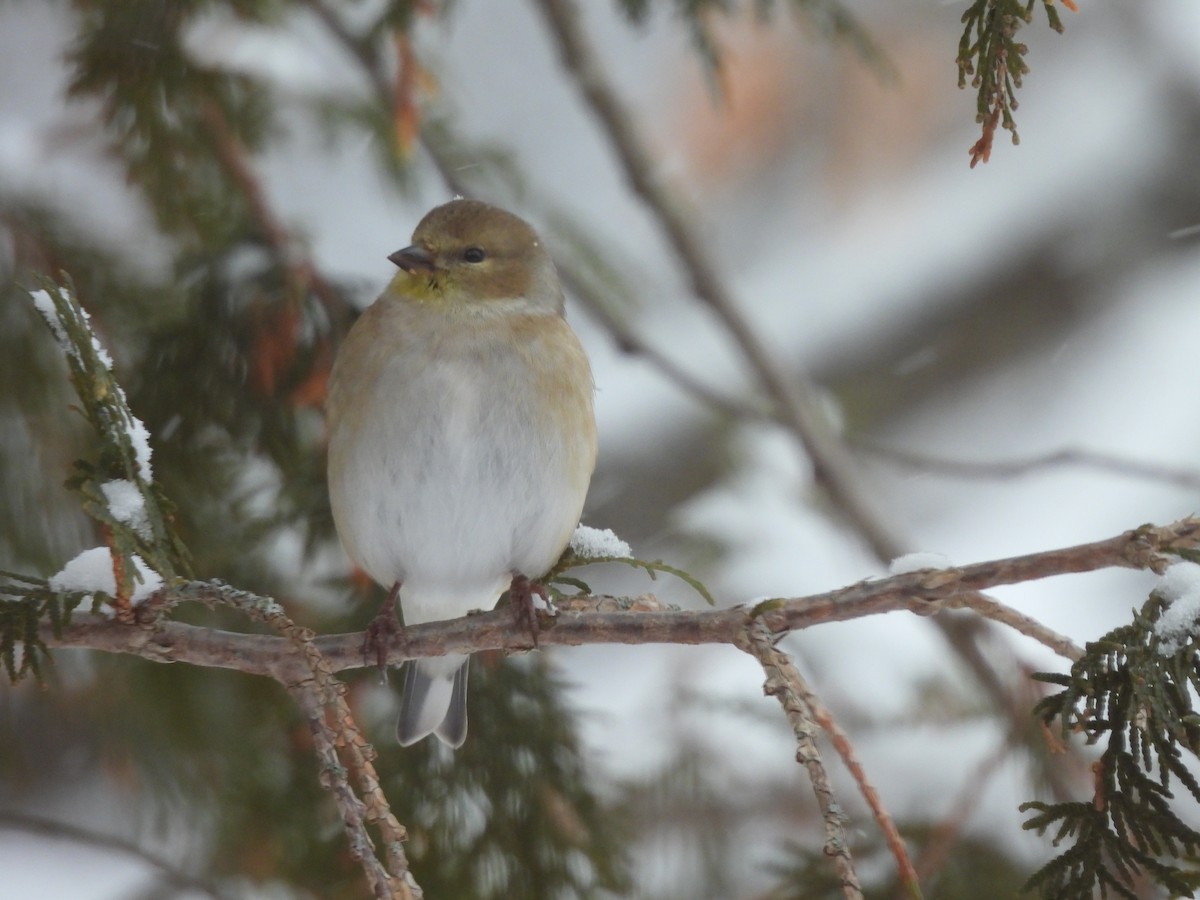 American Goldfinch - ML646536445