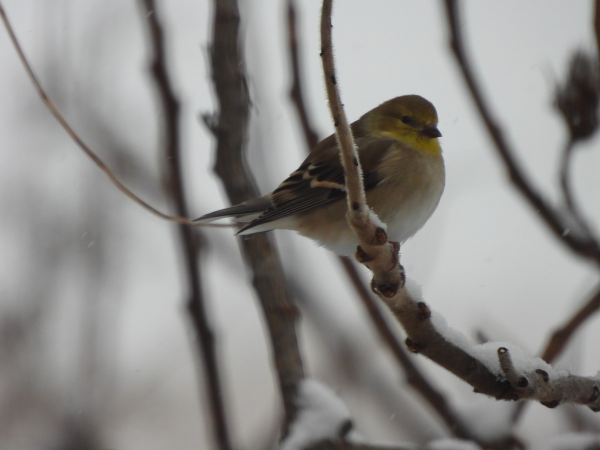 American Goldfinch - ML646536446
