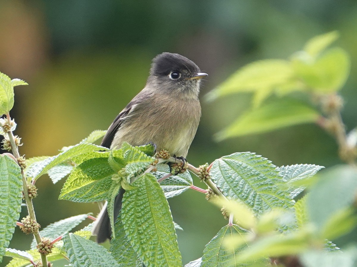 svarthetteempid - ML646536447