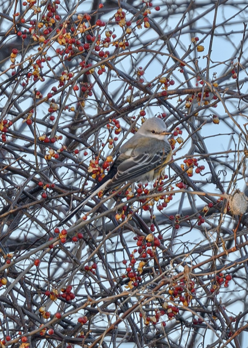 Scissor-tailed Flycatcher - ML646536453