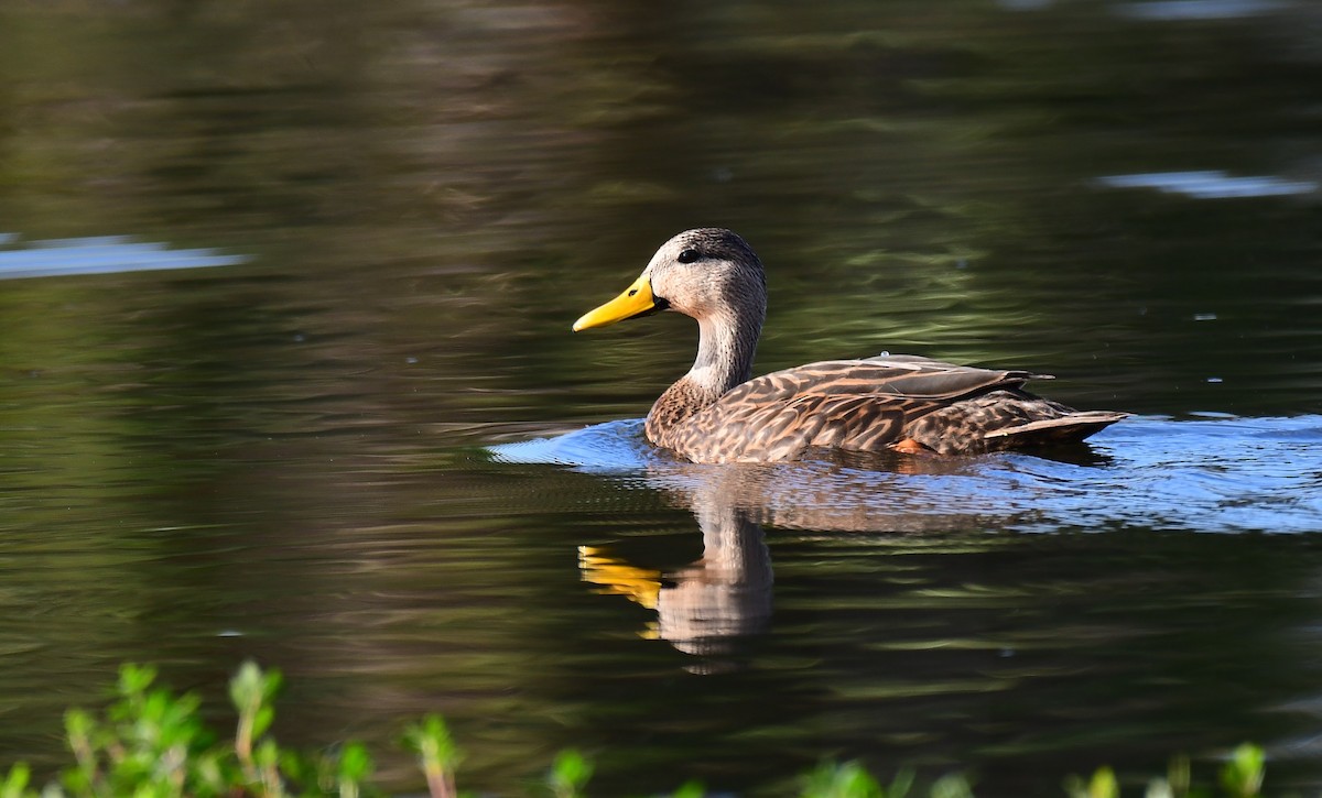 Mottled Duck - ML646536454