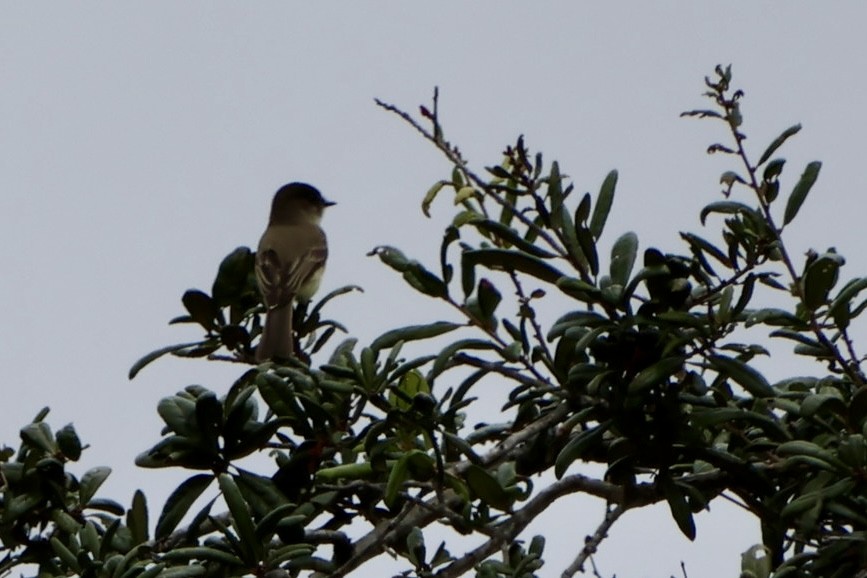 Eastern Phoebe - ML646536458