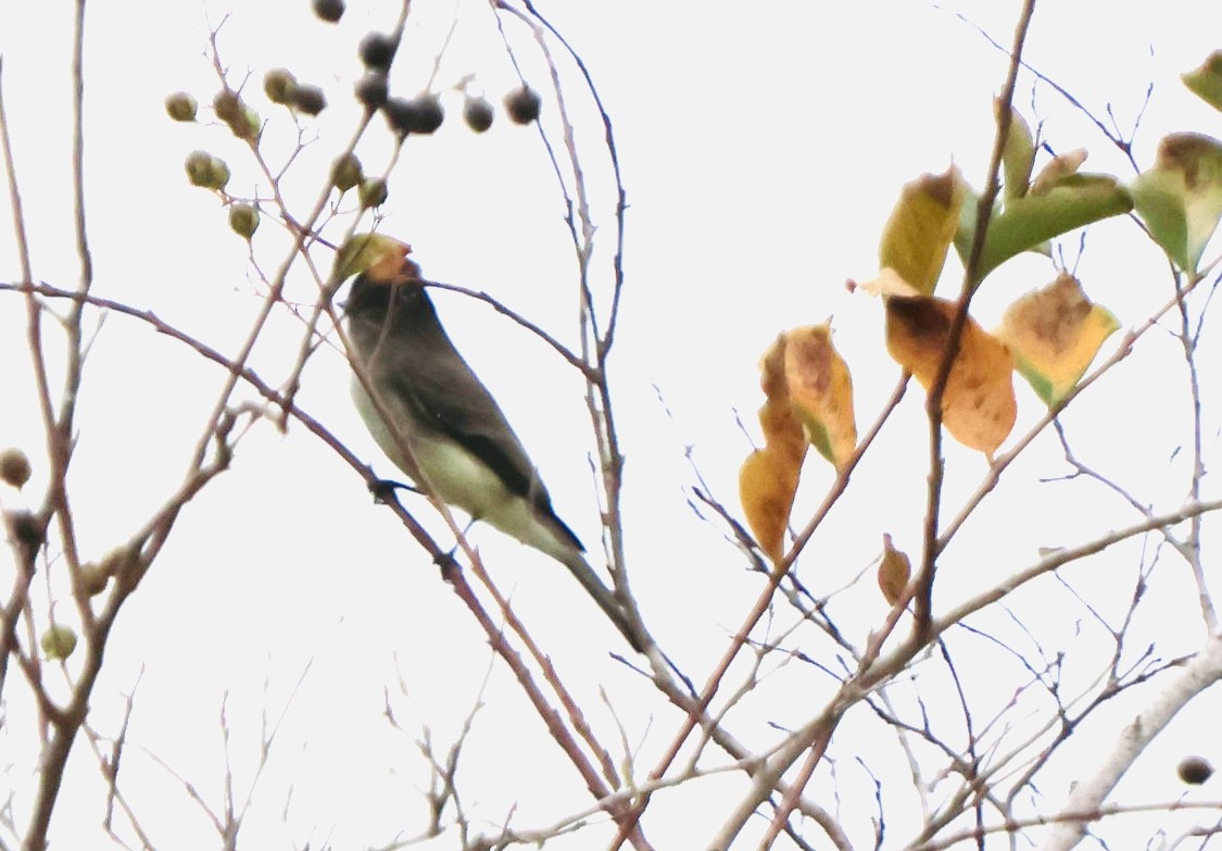 Eastern Phoebe - ML646536459