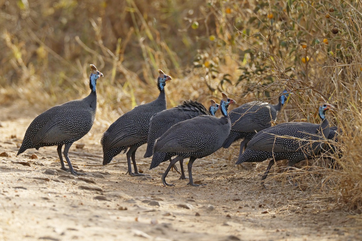 Faraona - ML646536460