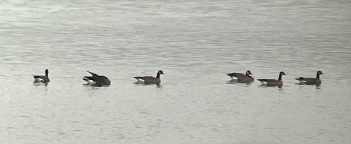 Cackling Goose - ML646536462