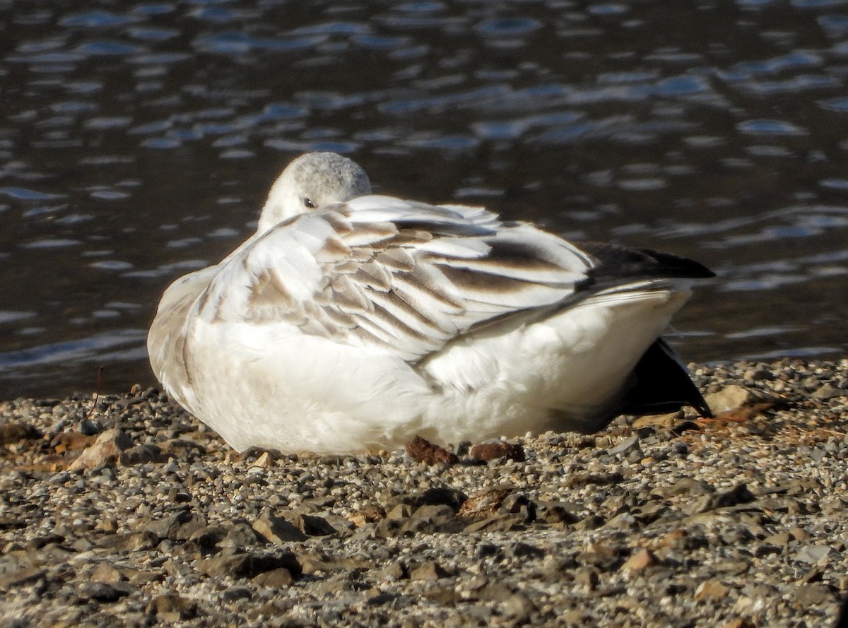 Snow Goose - ML646536466