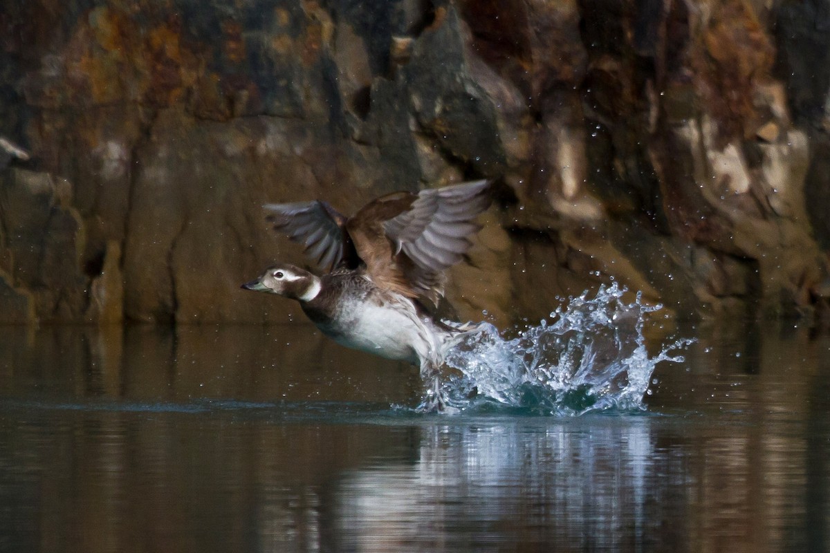 長尾鴨 - ML646536467