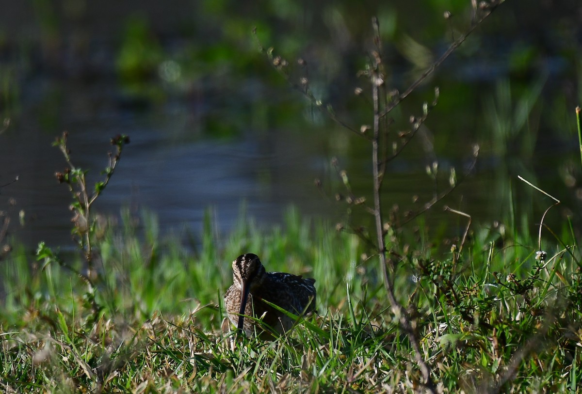 Wilson's Snipe - ML646536468