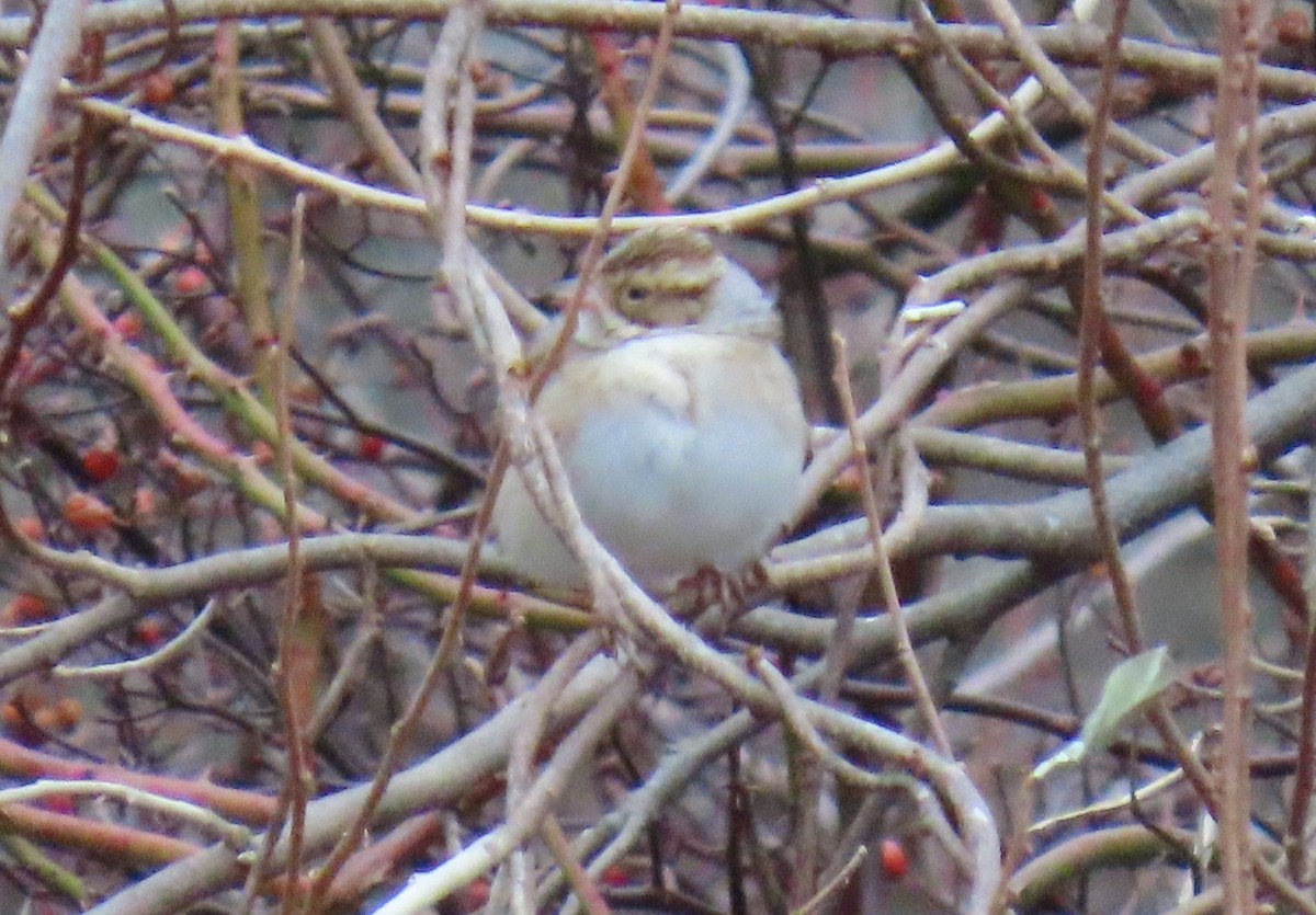 Clay-colored Sparrow - ML646536469