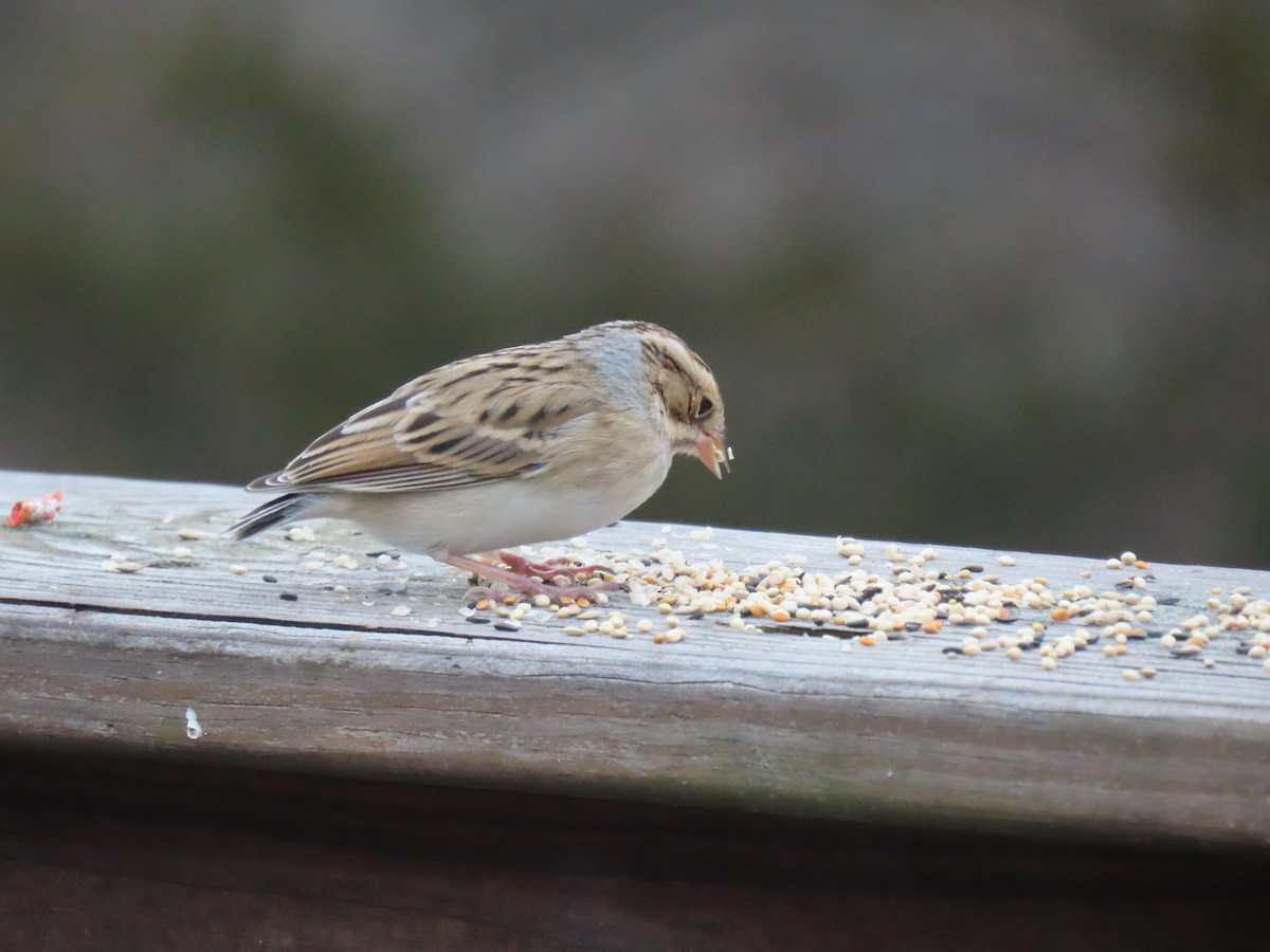 Clay-colored Sparrow - ML646536470