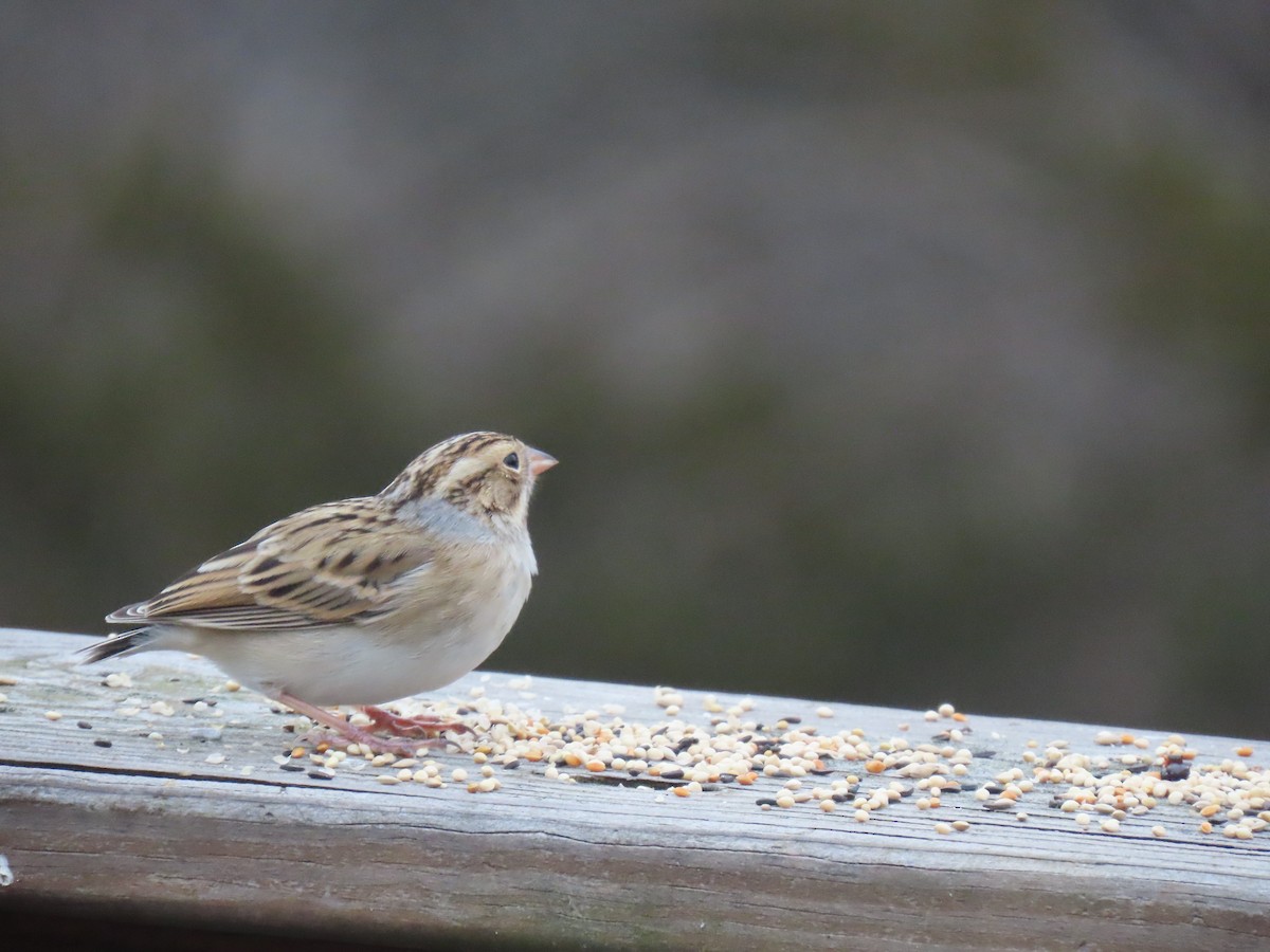 Clay-colored Sparrow - ML646536472