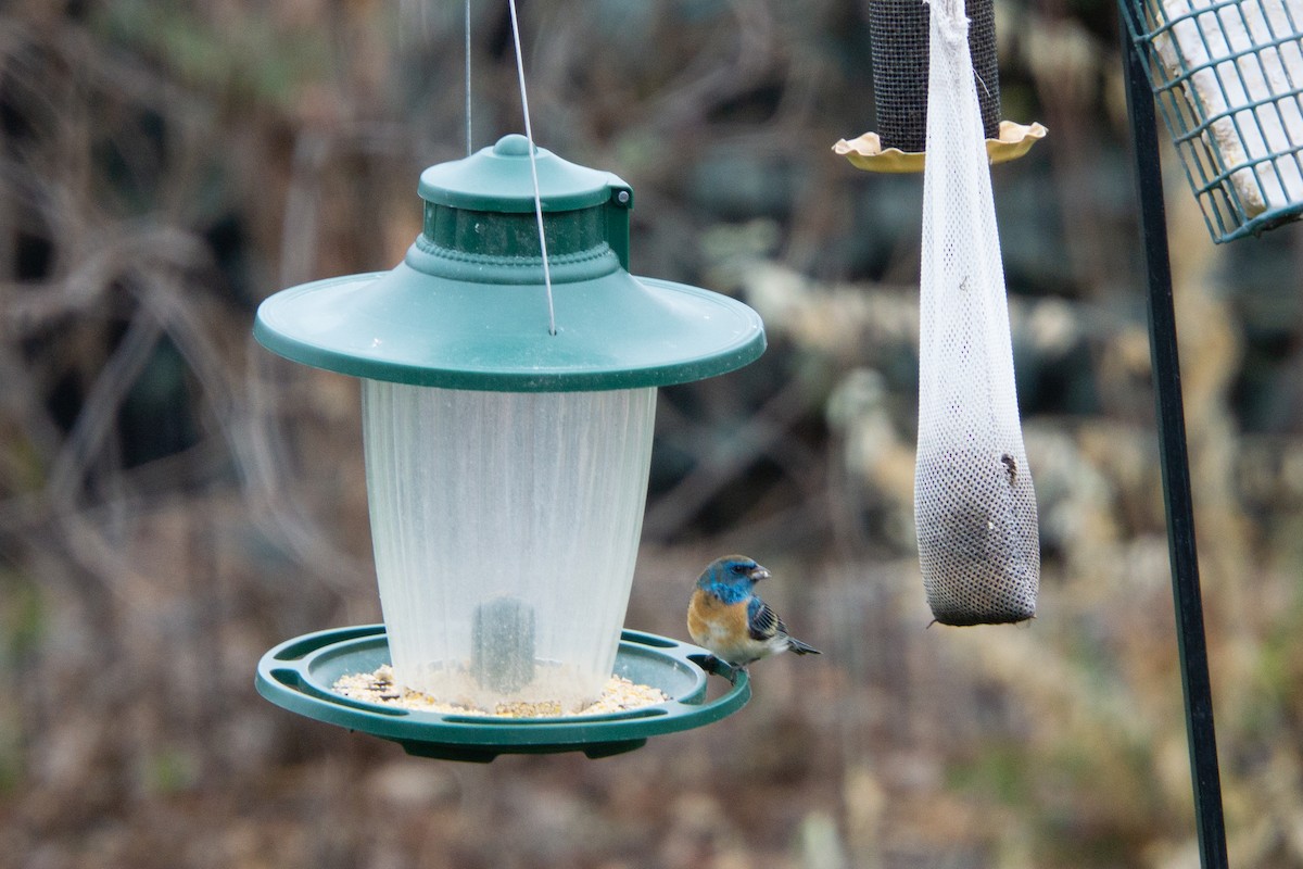 Lazuli Bunting - ML646536473