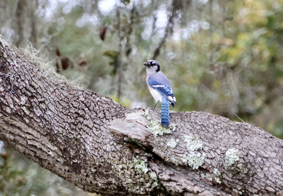 Blue Jay - ML646536474