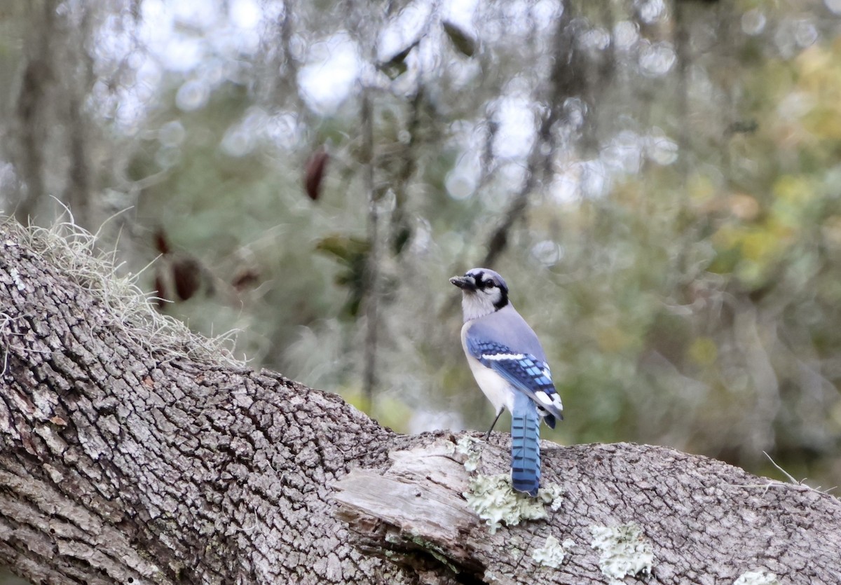 Blue Jay - ML646536475