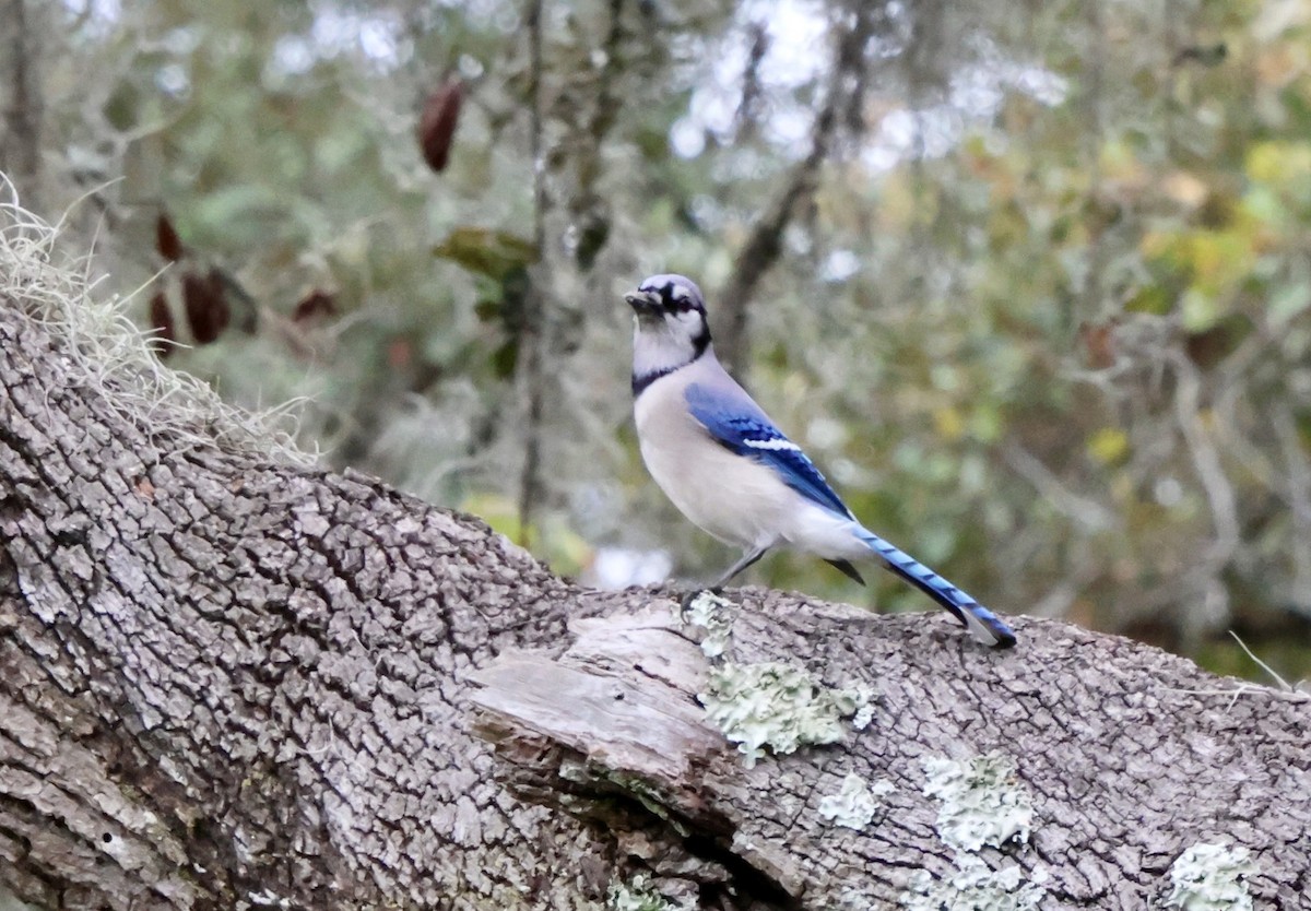 Blue Jay - ML646536476