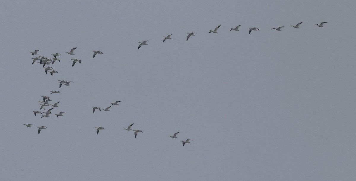 Oie des neiges - ML646536477